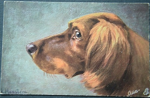 50206 chiens irlandais - 50206, ak
