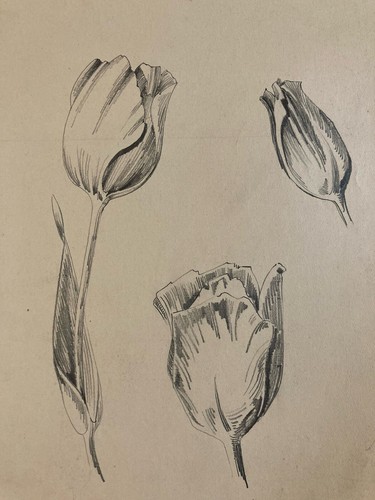 Beau dessin 1950 fleur - beau,