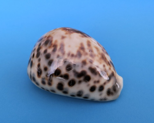 Cypraea tigris f - cypraea, 91,4