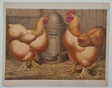 Coq et poule de la race Shangai dite Cochin chinoise vers1890 Chromolithographie