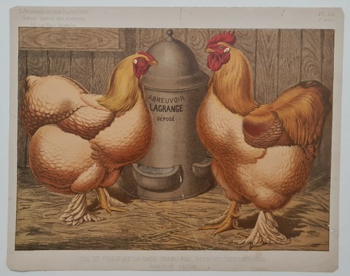 Coq poule la race - coq,