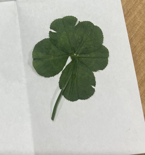 Trèfle feuilles rare - trèfle,