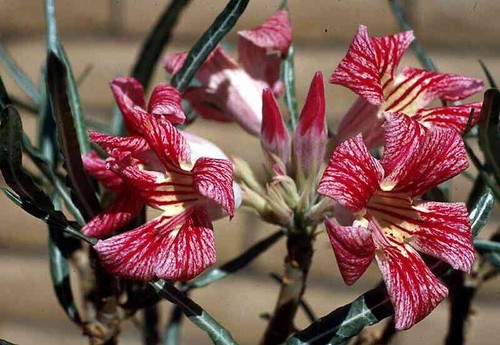 Graines adenium somalense - graines, d'adenium