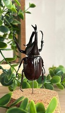 Insecte Naturalisé Sous