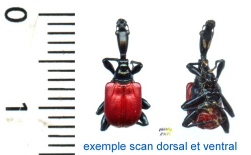 Attelabidae trachelophorus - attelabidae,