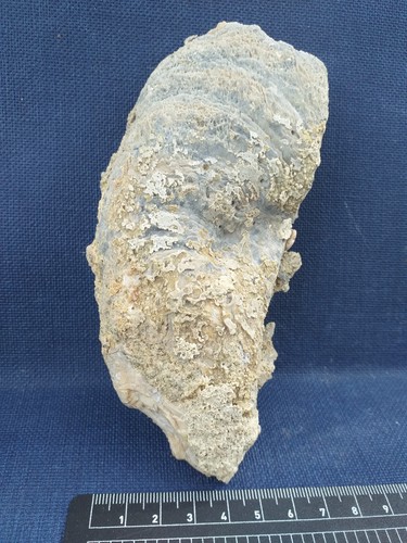 Ostrea crassissima huitre - ostrea,