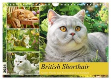 Le British Shorthair. Douce dignité et bonheur des chats dans la verdure (Calend