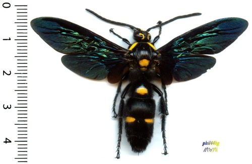 Guêpe wasp megascolia - guêpe,