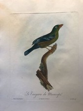 Tangara du Mississipi