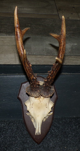 Superbe trophee chasse - ,