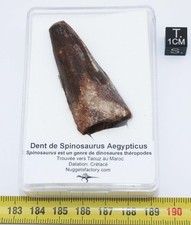 Dent de dinosaure Spinosaurus Aegypticus dans une boite (6.8 centimètres-237**)