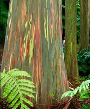 Eucalyptus deglupta | Rainbow