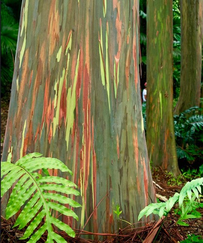 Eucalyptus deglupta rainbow - eucalyptus,