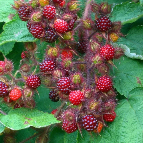 Rubus phoenicolasius raisin - rubus,
