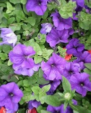 ♫ SURFINIA Pétunia 'Pâle