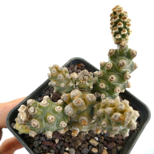 Tephrocactus molinensis - ,
