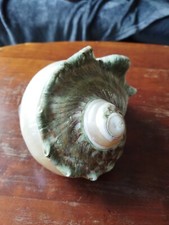 Gros Coquillage Turbo Marmoratus Turban Vert 