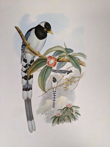 1969 imprimé oiseau pie - imprimé,