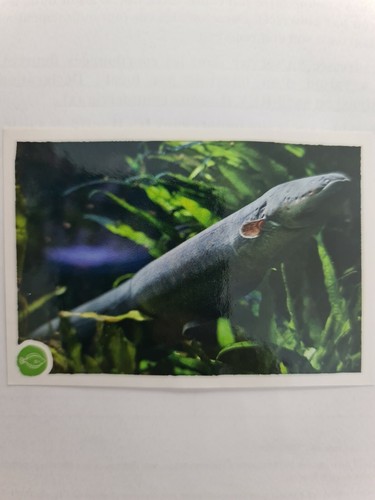 Image sticker autocollant