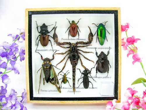 Insectes exotiques réel - -,