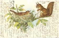 Carte Postale Ancienne Allemande 1900, Ecureuil, Nid d'Oiseau, Illustrateur