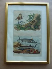Gravure couleurs XIXe *