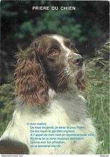 Carte Postale - Animaux -