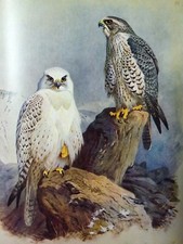 ORNITHOLOGIE ATLAS ILLUSTRÉ