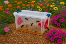 lot de 2  Pièges Frelon