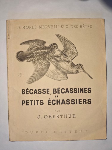 Bécasse bécassines et - bécasse,,