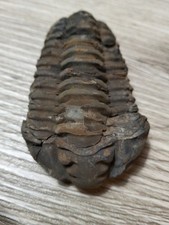 Trilobite Fossile Calymene