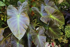 Colocasia aloha plant - 1,