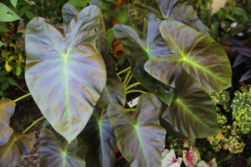 Colocasia aloha plant - aloha, °