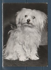 CPSM vers 1960  nature faune