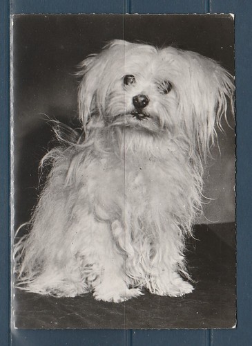 Cpsm vers 1960 nature - cpsm,