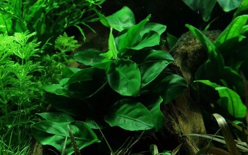 Anubia nana 8 feuilles - , 6/8