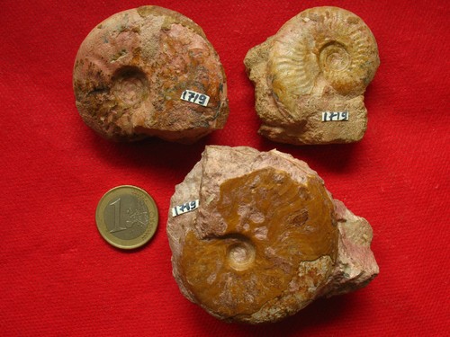 Ammonites aalénien - l'aalénien,