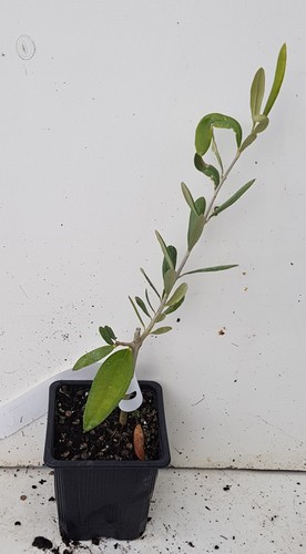 Olea europaea cailletier - europaea, 'cailletier'