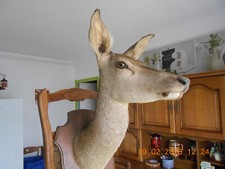 vends Tête de biche naturalisée -