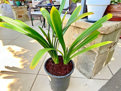 Pack mature yellow clivia - 2,