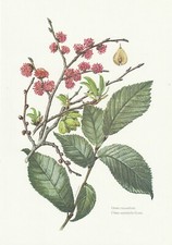 Planche 36 Histoire Naturelle