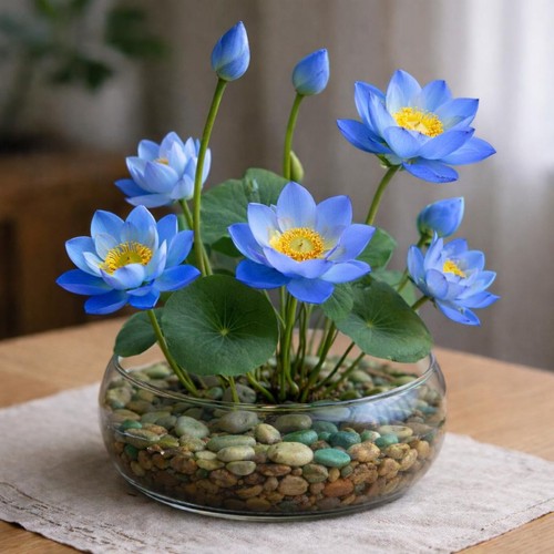 Graines lotus bleu rare - graines,
