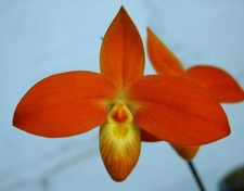 Phragmipedium besseae -