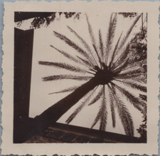 Espagne, Barcelone, Palmier, Tirage vintage, 1929  tirage d'époque  6x6