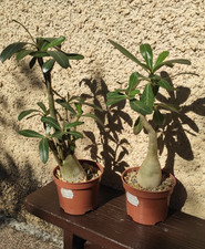 Adeniums obesums mix