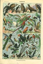 Document ancien oiseaux recto