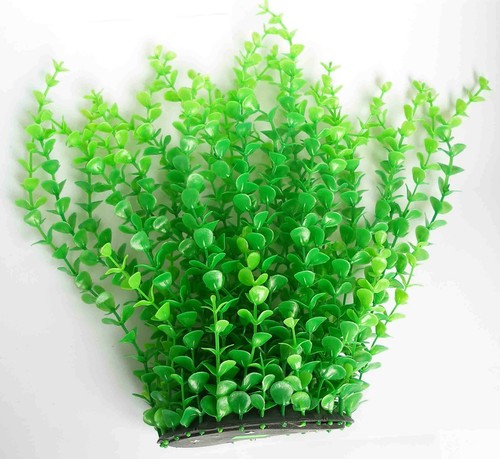 Plante fausse - fausse,