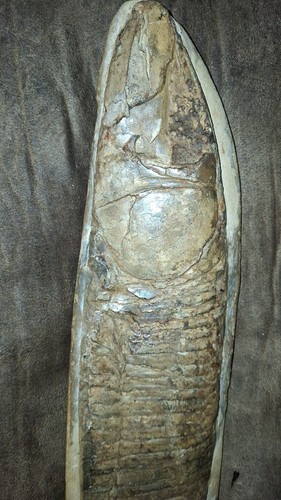 Vinctifer comptoni fossil - comptoni, good