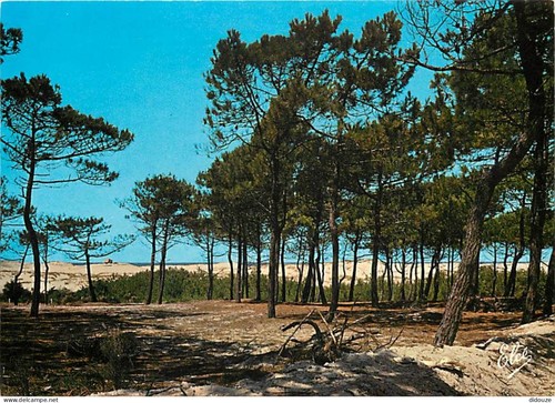 Carte postale lacanau - carte,