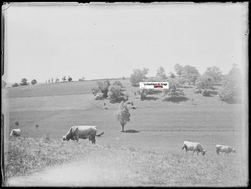 Paysages vaches plaque verre - paysages,,
